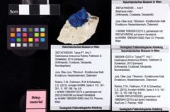 Foto (Objket + Etiketten) von Brachyura indet. 